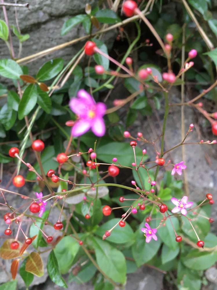 ハゼランの投稿画像 By じぇっとんさん ピンクの花と実のような と雑草と近所散歩と赤い実 月6月 21日 Greensnap グリーンスナップ