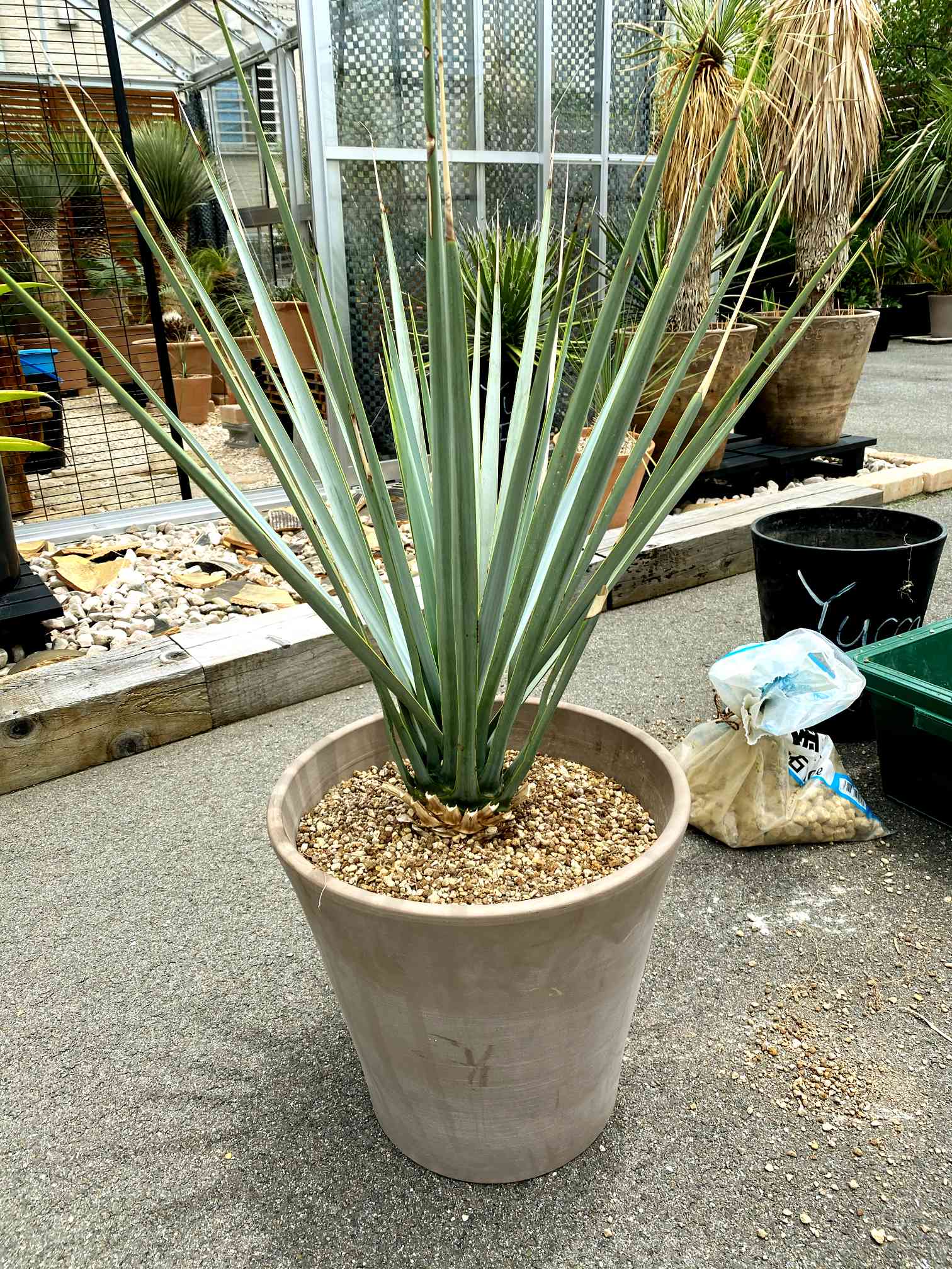 ユッカリギタの一覧｜🍀GreenSnap（グリーンスナップ）