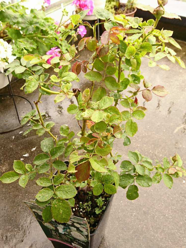 見切りバラシリーズ 980円のピエールドゥロンサール Greensnap グリーンスナップ