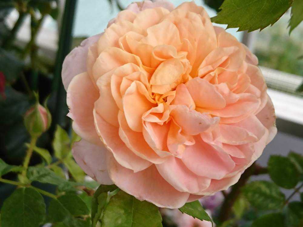 見切りバラシリーズ 値下げされたバラ コレッタ Greensnap グリーンスナップ