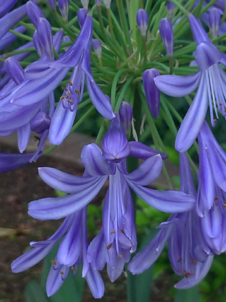 アガパンサスの投稿画像 By ドロップさん 紫の花と花のある暮らしとアガパンサス と青い花マニア 月6月 22日 Greensnap グリーンスナップ