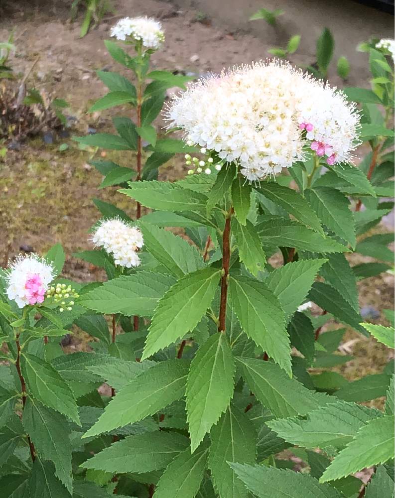 源平シモツケの投稿画像 By Heathさん 地植えと白い花 月6月22日 Greensnap グリーンスナップ