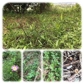 レインボーカラー コスモスの投稿画像一覧 Greensnap グリーンスナップ