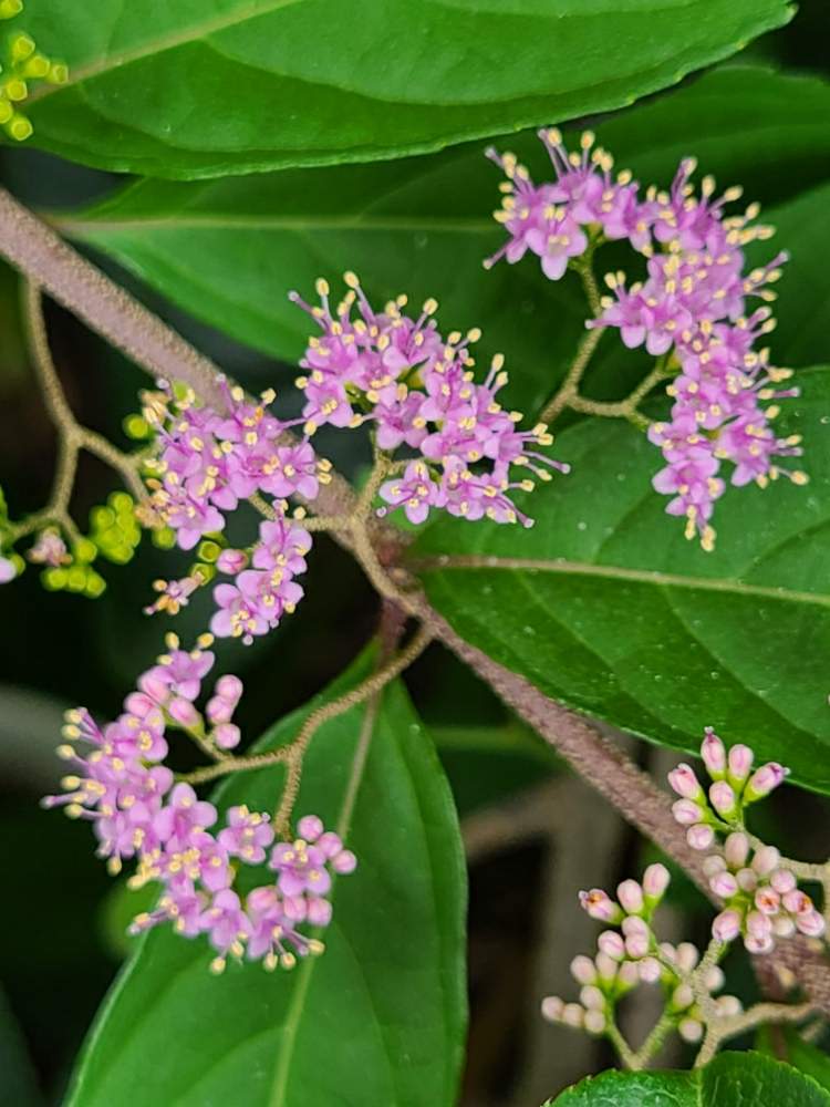 コムラサキの投稿画像 By けいこさん 花のある暮らし 月6月22日 Greensnap グリーンスナップ