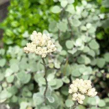 ヘリクリサム ペティオラレの投稿画像一覧 Greensnap グリーンスナップ