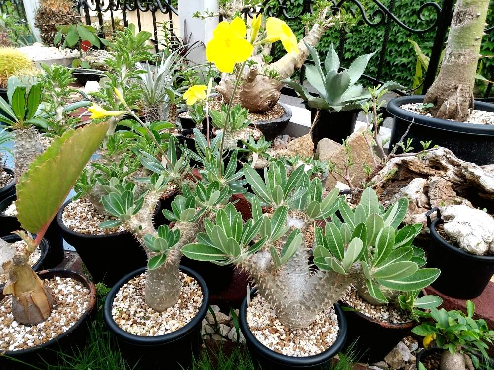 パキポディウム デンシフローラムの投稿画像 By Kuniondoさん パキポディウム ホロンベンセとパキポディウム属とパキポディウム ホロンベンセ とパキポディウム デンシフローラムとコーデックスとおうち園芸と植中毒と塊根植物と我が家の庭と珍奇植物と洋風の庭