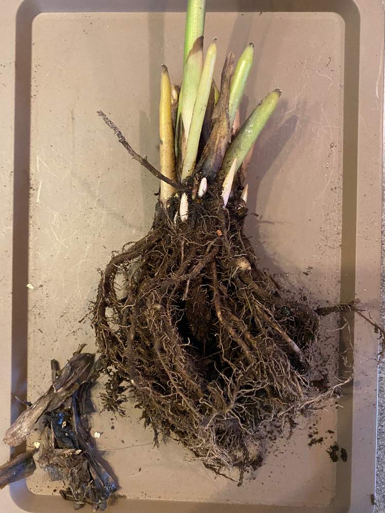 カラテアの投稿画像 By Nicoさん カラテア オルビフォリアと観葉植物とn 105と根っことカラテア属と成長記録と切り戻し 月6月22日 Greensnap グリーンスナップ