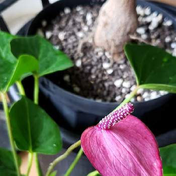 アンスリウム紫の投稿画像一覧 Greensnap グリーンスナップ