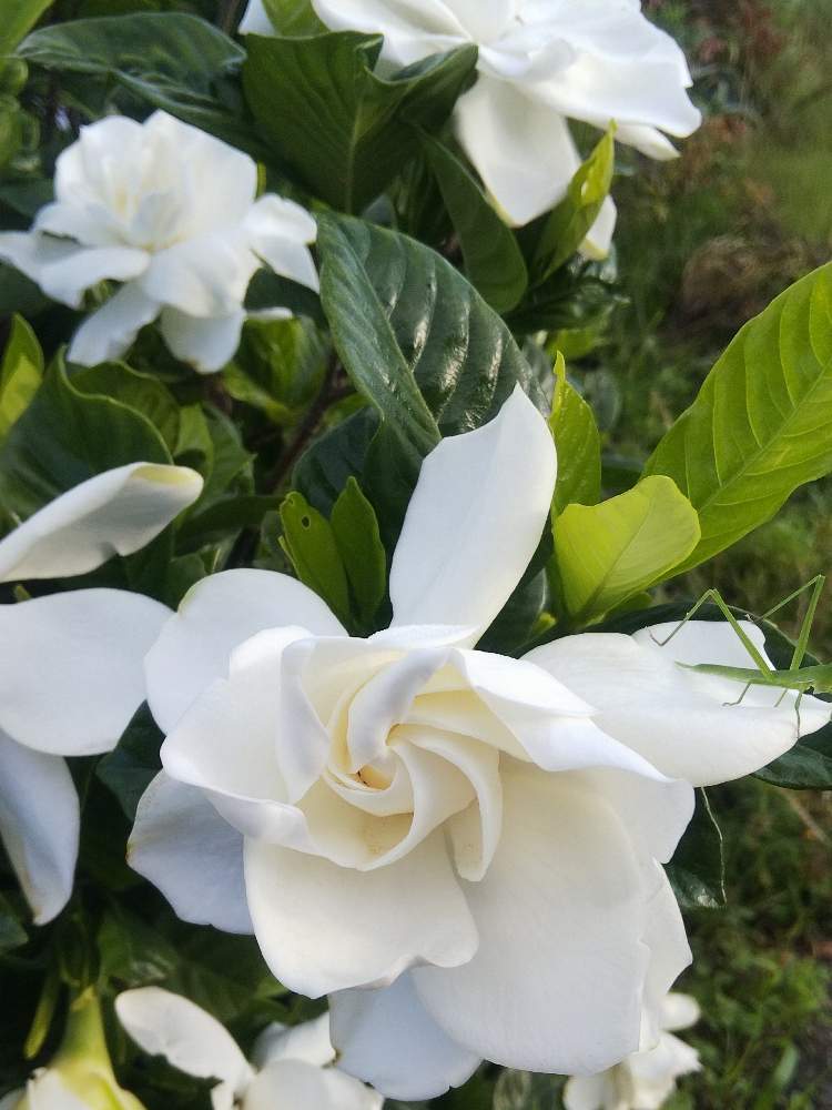 クチナシの投稿画像 By あいさん 散歩道と白い花とお友達といい香り 月6月22日 Greensnap グリーンスナップ