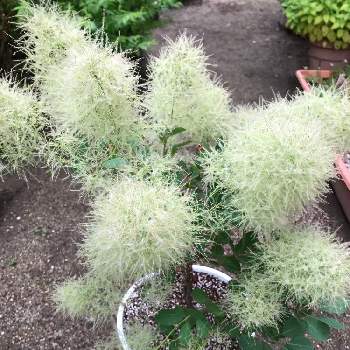 スモークツリー ピンクパールの投稿画像一覧 Greensnap グリーンスナップ