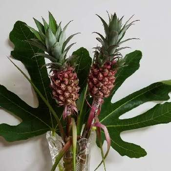 パイナップル ツリーの投稿画像一覧 Greensnap グリーンスナップ