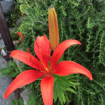 ひめゆりの投稿画像一覧 Greensnap グリーンスナップ