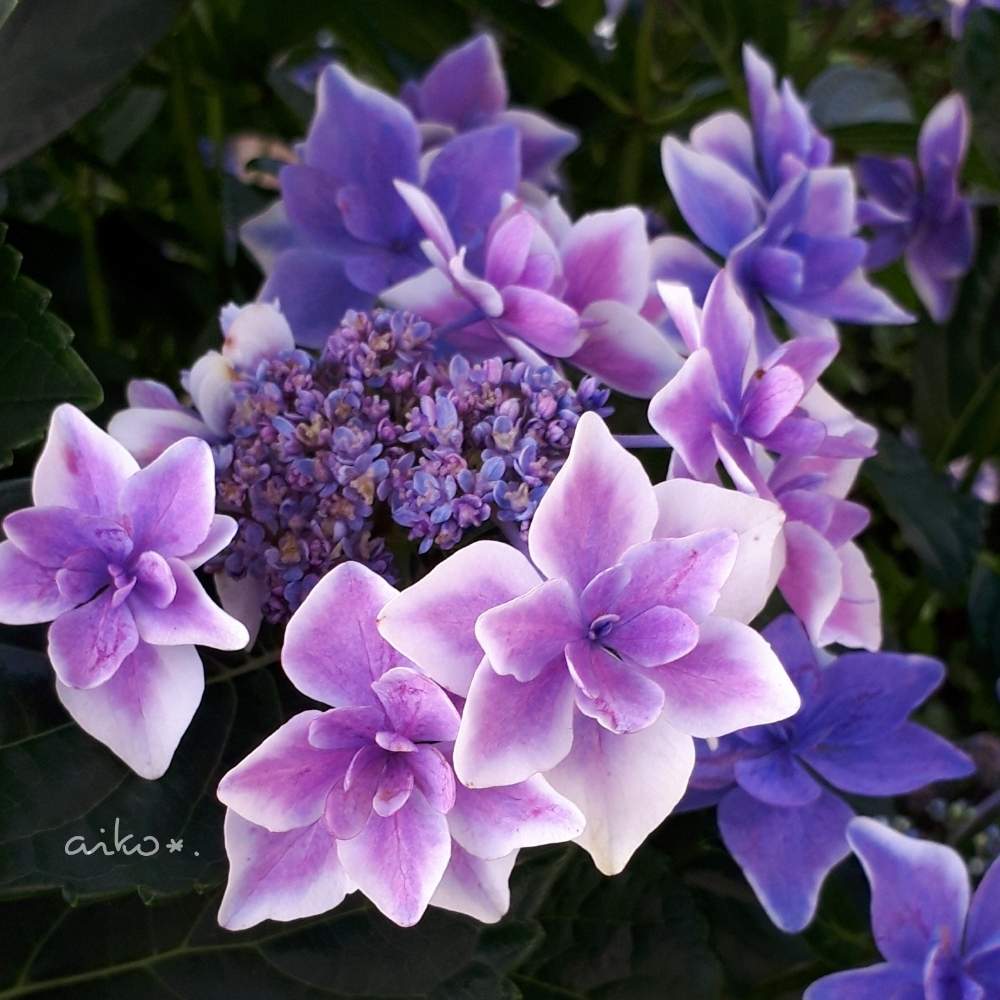 こんぺいとう 紫陽花 の投稿画像 By 愛子さん 花のある暮らしと植中毒と癒しのひと時とちいさな幸せ 月6月22日 Greensnap グリーンスナップ