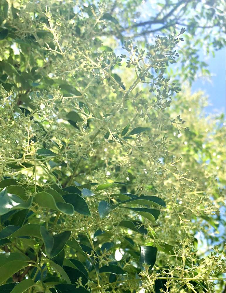 シマトネリコの投稿画像 By ちょこ さん 公園と小さい花と木に咲く花 月6月22日 Greensnap グリーンスナップ