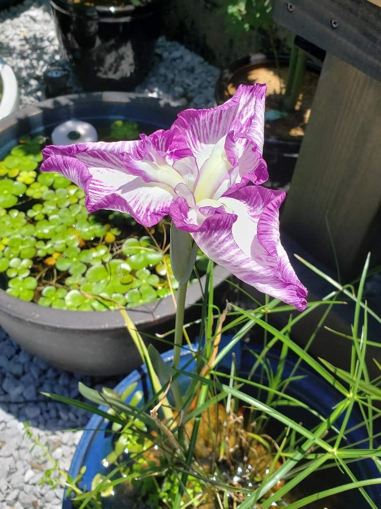 菖蒲の投稿画像 By 意さん ビオトープ 月6月22日 Greensnap グリーンスナップ