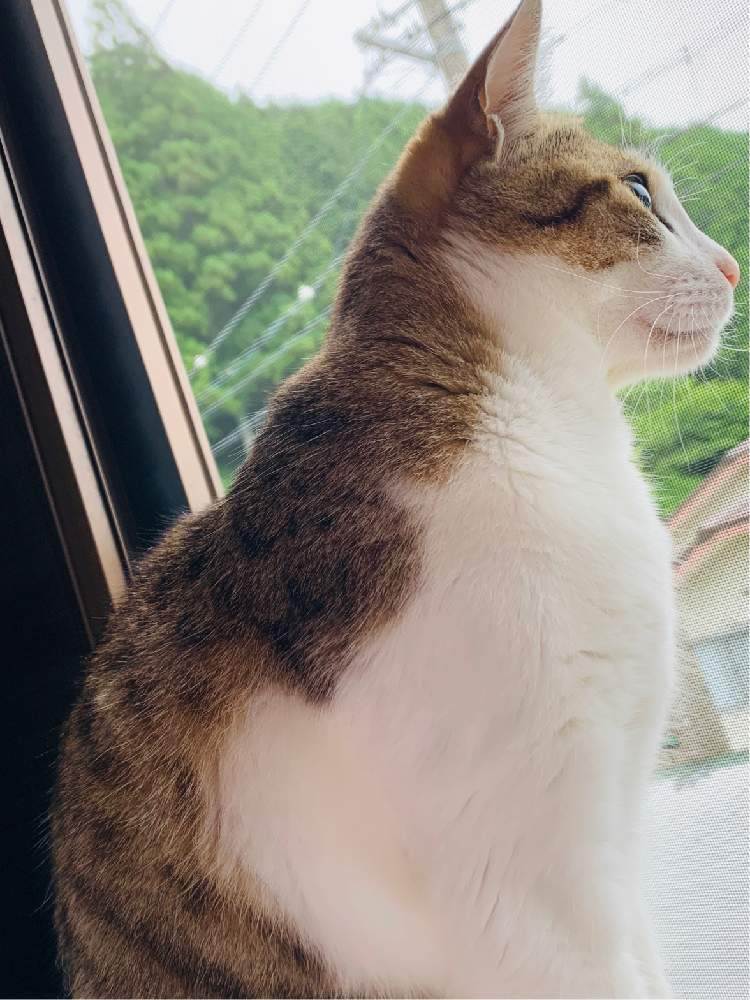 猫がいる幸せの投稿画像 By みかんさん 名前はみかんと猫がいる幸せと名前はみかん 月6月22日 Greensnap グリーンスナップ Greensnap グリーンスナップ 猫がいる幸せの投稿画像 By みかんさん 名前はみかんと猫がいる幸せと名前はみかん 月6月22日 Greensnap グリーンスナップ Greensnap グリーンスナップ