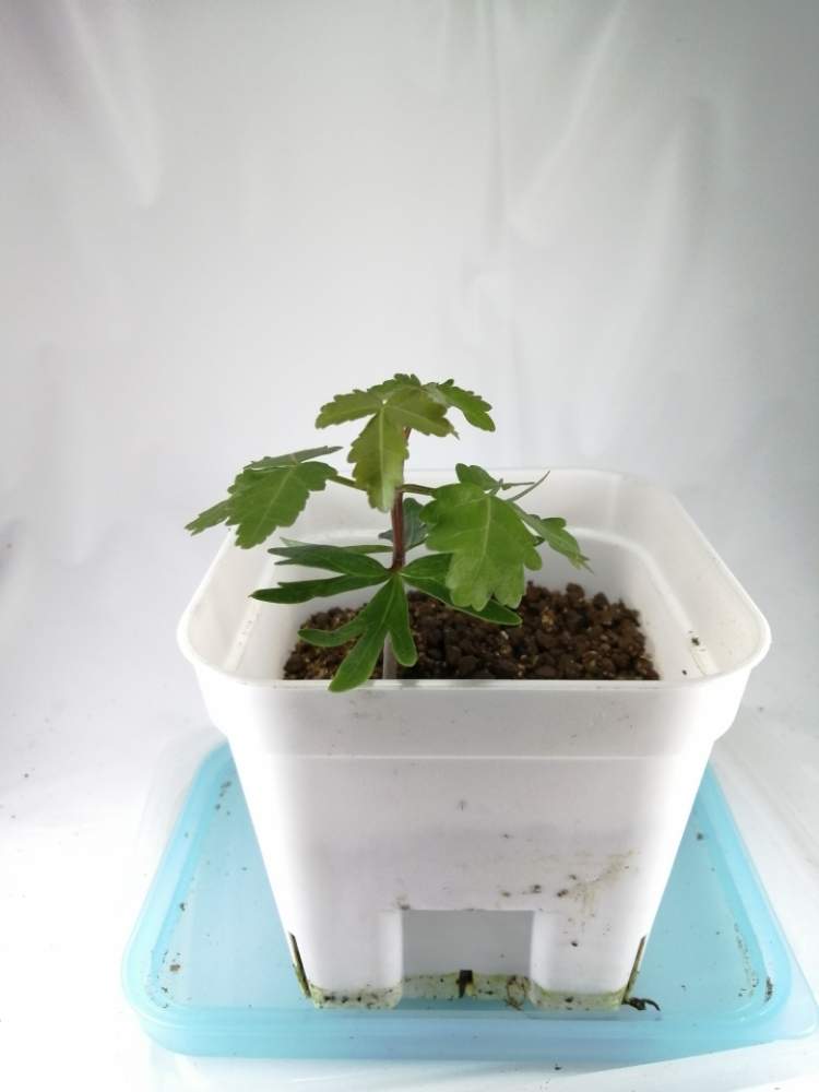 1円～ ブルセラ パラドクサ Bursera paradoxa 国内実生