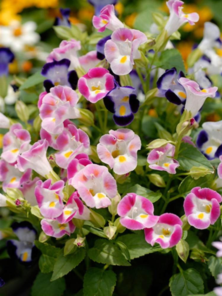 トレニアの投稿画像 By 花梨さん お出かけ先とピンクの花と可愛いお花と青い花と綺麗なお花と花のある暮らしと草花大好きとピンクの花と可愛いお花と青い花 と綺麗なお花と花のある暮らしと草花大好き 月6月22日 Greensnap グリーンスナップ Greensnap