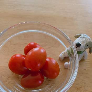 夏野菜 トマトの投稿画像一覧 Greensnap グリーンスナップ