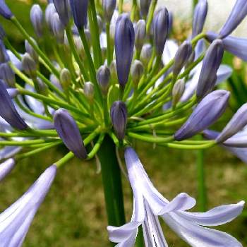 青い花のある暮らしの画像 by Momorinさん | お出かけ先と花パトロールと花中毒と植中毒と花のある暮らしと植物マニアと アガパンサスと青い花大好きと花マニアと青い花のある暮らしと青い花に魅せられて
