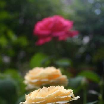 薔薇のアルバムの画像 by ヤマボウシさん | 小さな庭とラ ドルチェ ヴィータと薔薇のアルバムとおうち園芸と自宅の薔薇と鉢植えと自宅のガーデンと花のある暮らしと自宅の花