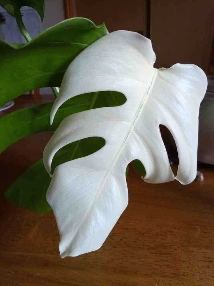 斑入りモンステラ ホワイトタイガー カット苗｜🍀GreenSnap（グリーン  