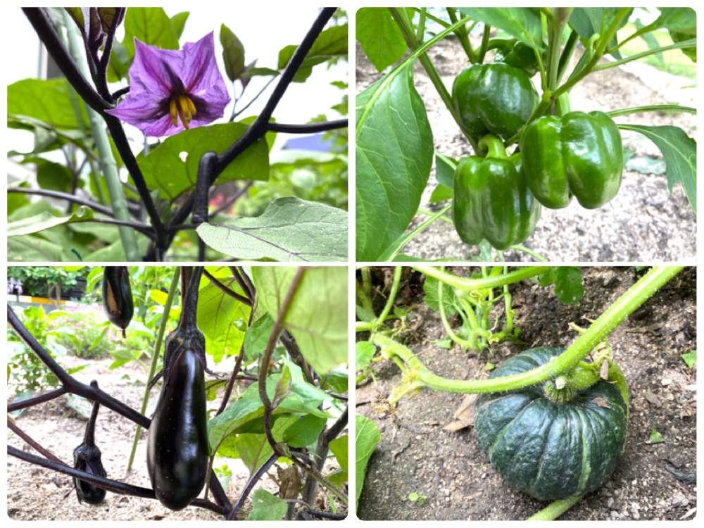 ナスの投稿画像 By たえぴさん ピーマンとかぼちゃとナスの花と備忘録と忘備録と６月とおうちde菜園と畑と備忘録と忘備録と６月とおうちde菜園 月6月22日 Greensnap グリーンスナップ Greensnap グリーンスナップ