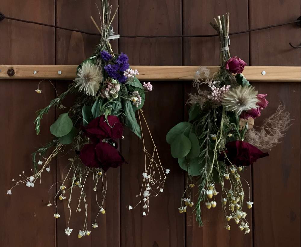 カモミールの投稿画像 By Muscariさん スモークツリーとバラとローズマリーとユーカリとかすみ草とライスフラワーとドライフラワー とスワッグとスワッグ手作りとリフレッシュして 元気になる 花飾りフォトコンテストとドライフラワーインテリアとstay Home 月6月