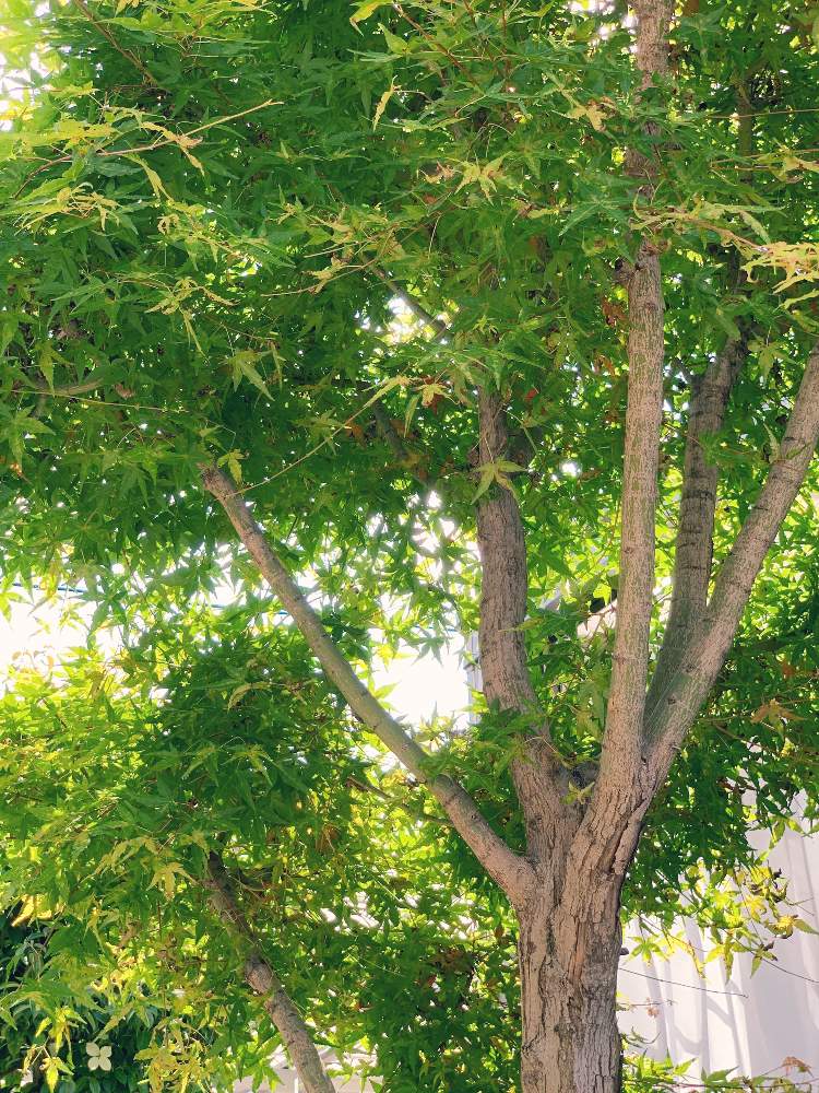 庭木の投稿画像 By ももさん シンボルツリーとにわとおうち園芸 月6月22日 Greensnap グリーンスナップ