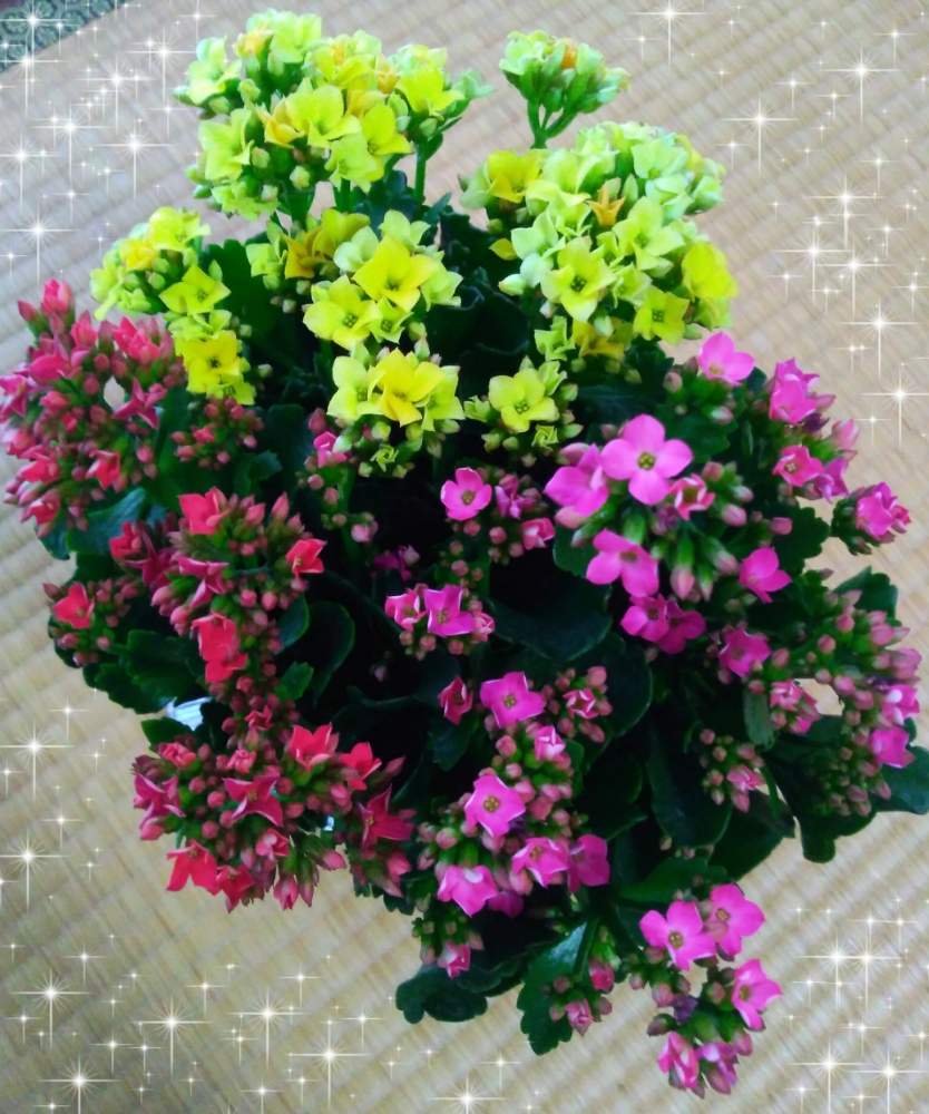 カランコエ ミリオンスターの投稿画像 By えみちんさん 癒される と植物のある暮らしとおうち園芸と美しいとピンクのお花と黄色の花と赤い花と可愛いとお 誕生日プレゼント 月6月22日 Greensnap グリーンスナップ