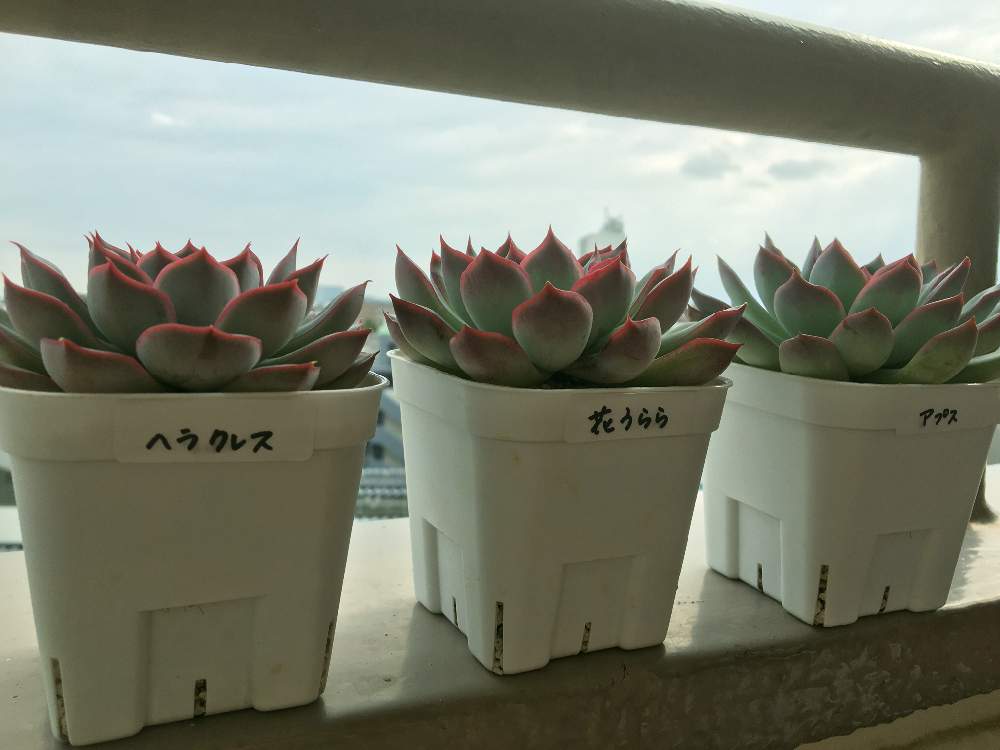 多肉植物の投稿画像 By あずこさん ふるさと納税と多肉大好きと吉原ガーデンと多肉女子とズボラガーデナーと花うらら とエケベリア ヘラクレスとエケベリア アプスとあずこアプスとれあちーずもことあずこ花うららとあずこヘラクレス 月6月22日 Greensnap