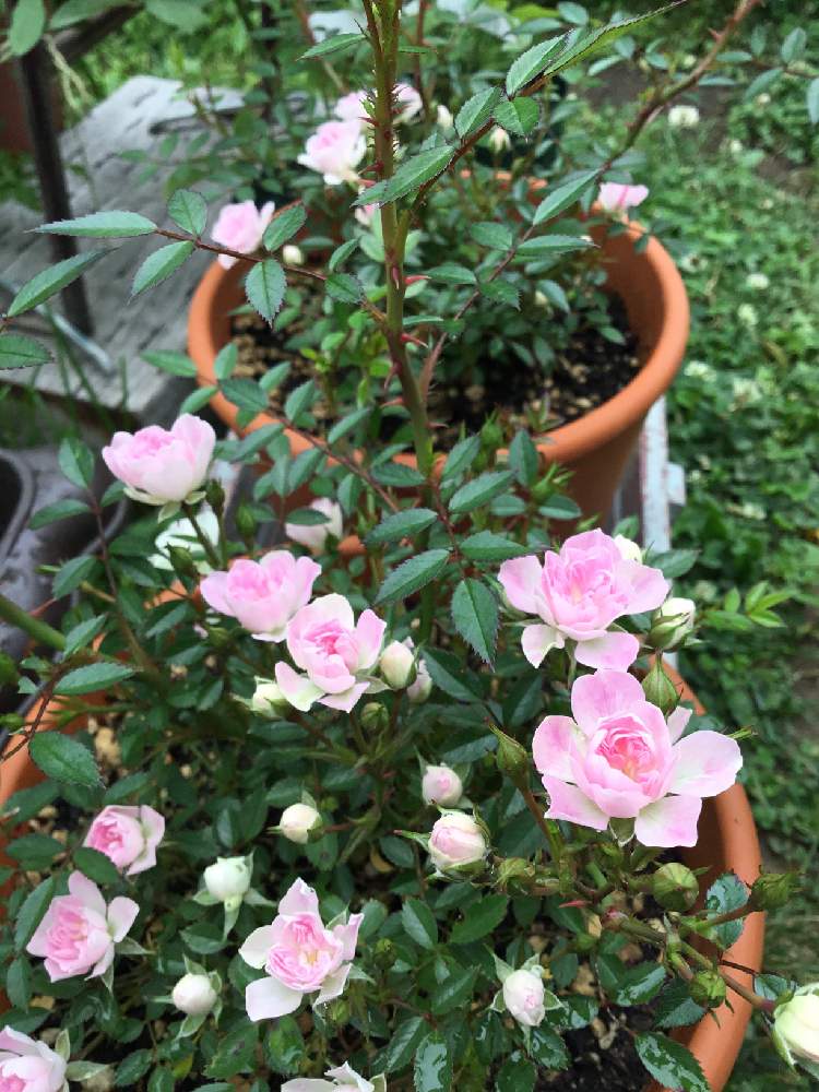 ランドスケープローズの投稿画像 By あおいねこさん ランドスケープローズ プリンセスピーチとバラ無農薬と今日の庭とオーガニック ローズとピンク ピンクと咲いたと北海道と本日の庭 月6月22日 Greensnap グリーンスナップ