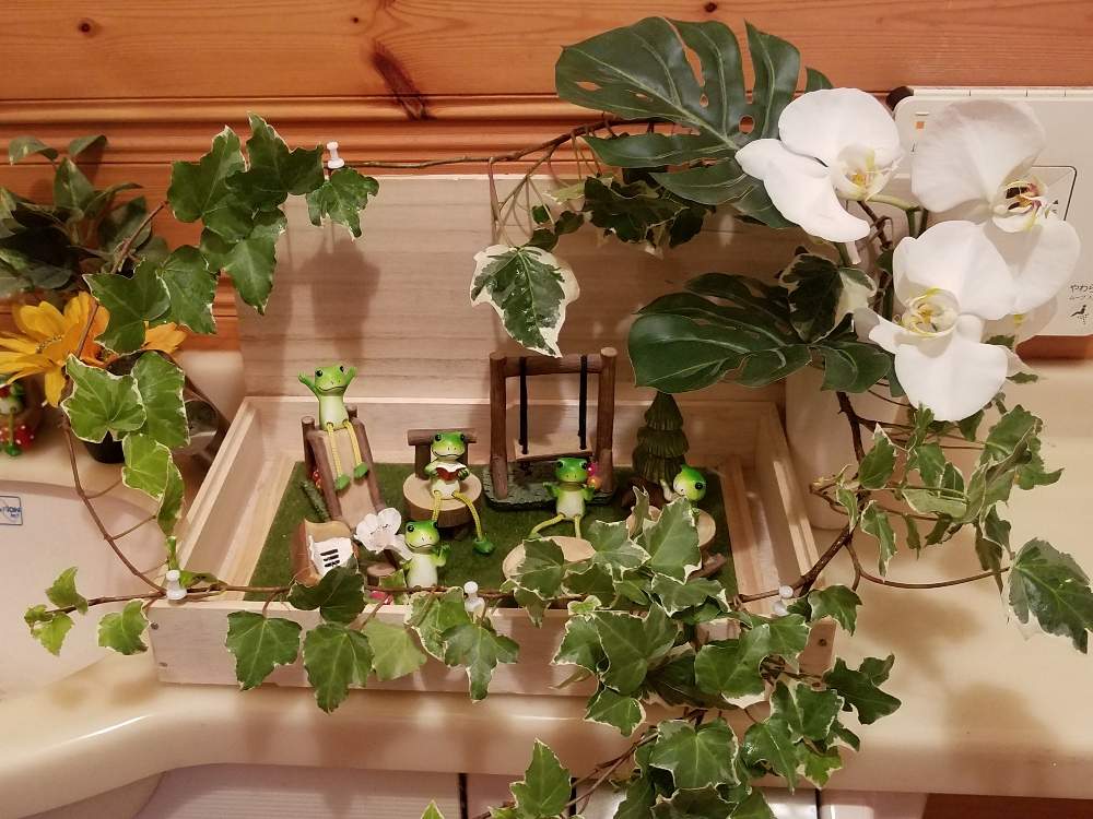 アイビーの投稿画像 By Kakirikeaさん 胡蝶蘭と花が好き とトイレと 携帯撮影 と花のある暮らしとお花は癒しと花が好き とトイレと 携帯撮影 と花のある暮らしとお花は癒し 月6月22日 Greensnap グリーンスナップ Greensnap グリーンスナップ