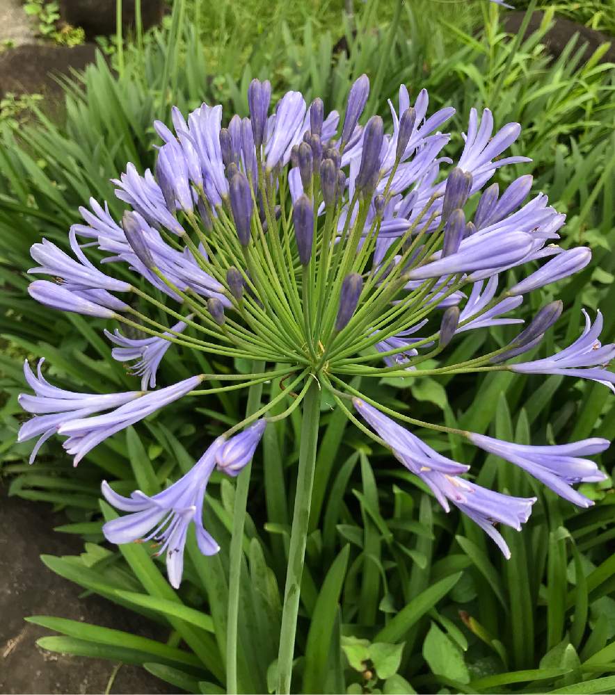 アガパンサスの投稿画像 By みみさん 公園と青い花と花のある暮らし 月6月22日 Greensnap グリーンスナップ