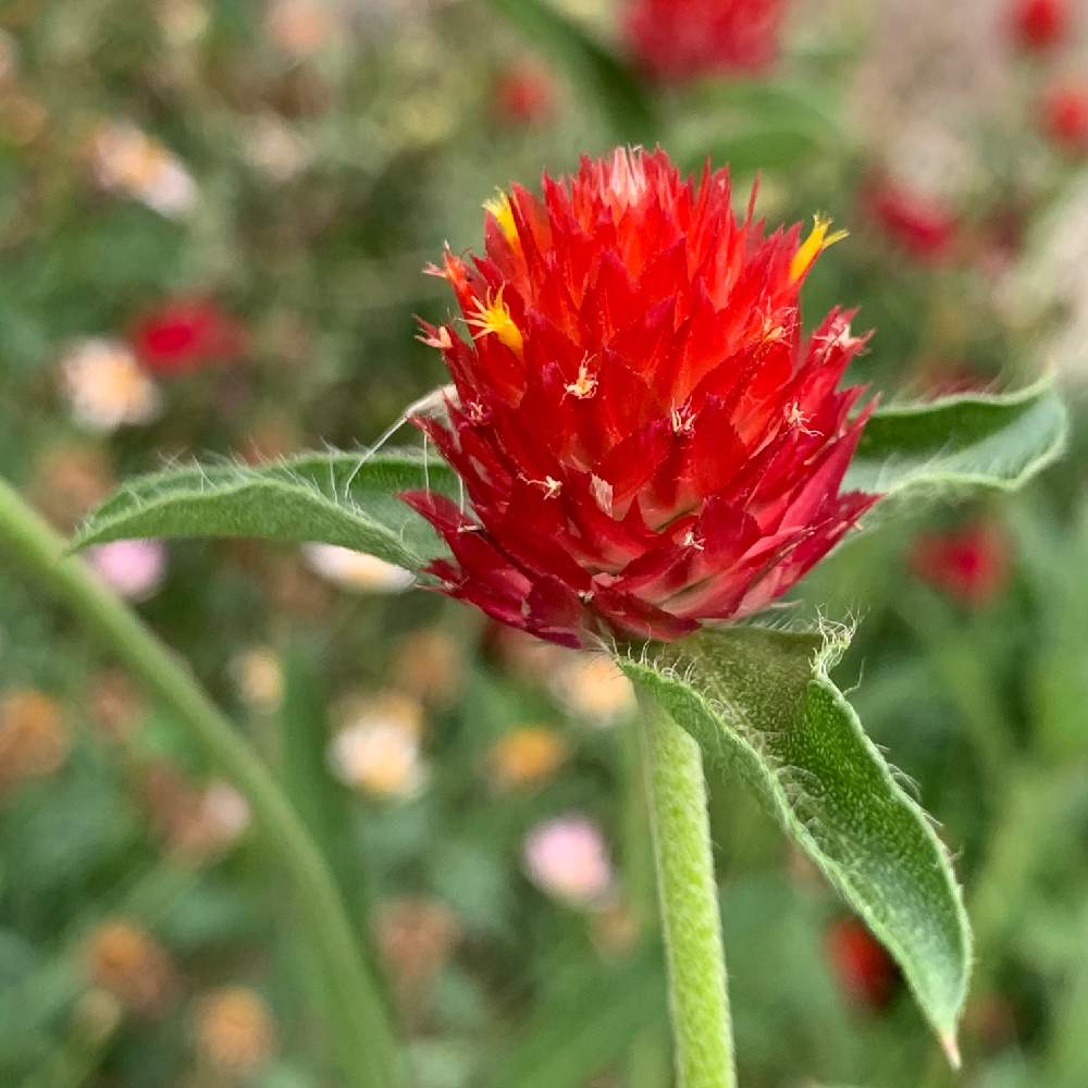 センニチコウの投稿画像 By Okavangoさん 千日紅 せんにちこう と赤 紅 あか レッドと夏が来た かも と住めば都 姫路とお出かけ先と夏 播磨 の国と赤 紅 あか レッドと夏が来た かも と住めば都 姫路と夏 播磨の国 月6月22日 Greensnap