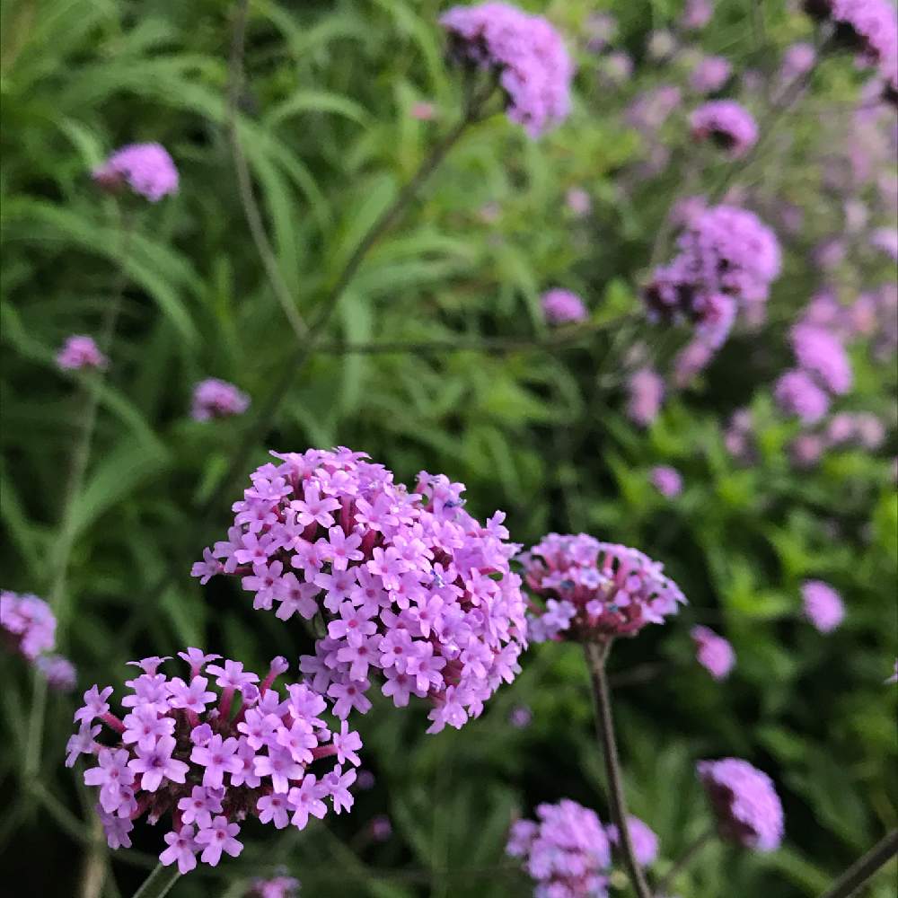 ガーデンの投稿画像 By みのるさん 多年草とガーデニングと花のある暮らしと北海道と庭の宿根草 月6月22日 Greensnap グリーンスナップ