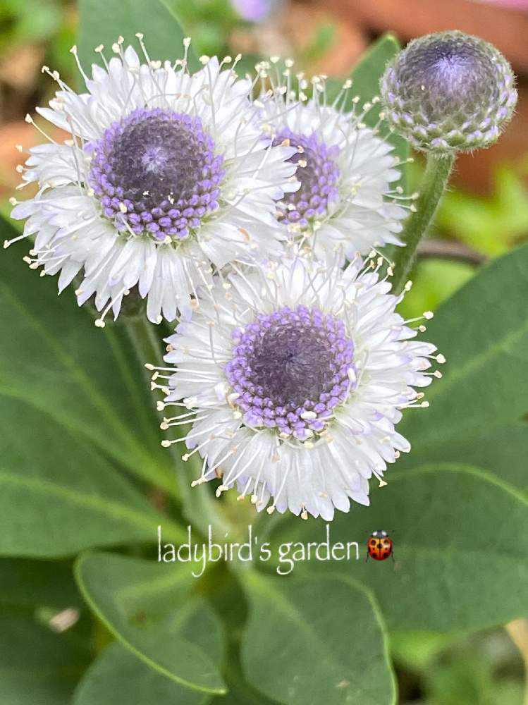 グロブラリア ブルーアイの投稿画像 By Ladybirdさん Htcとちょっと珍しい と青い花とおきにいり とおうち園芸とpwフォトコンと今日の一枚と今日のお花とガーデニングと咲いた と花のある暮らし 月6月22日 Greensnap グリーンスナップ