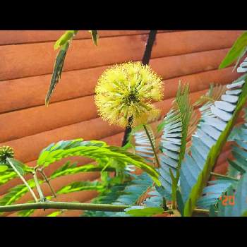 エバーフレッシュ 花の投稿画像一覧 Greensnap グリーンスナップ