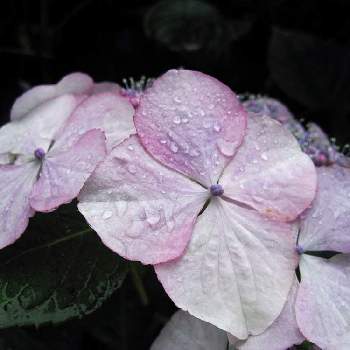 水玉雨雫の画像 by otoさん | 小さな庭と山紫陽花・甘茶と夏。と思い出picと魅惑の花鉢と水玉雨雫