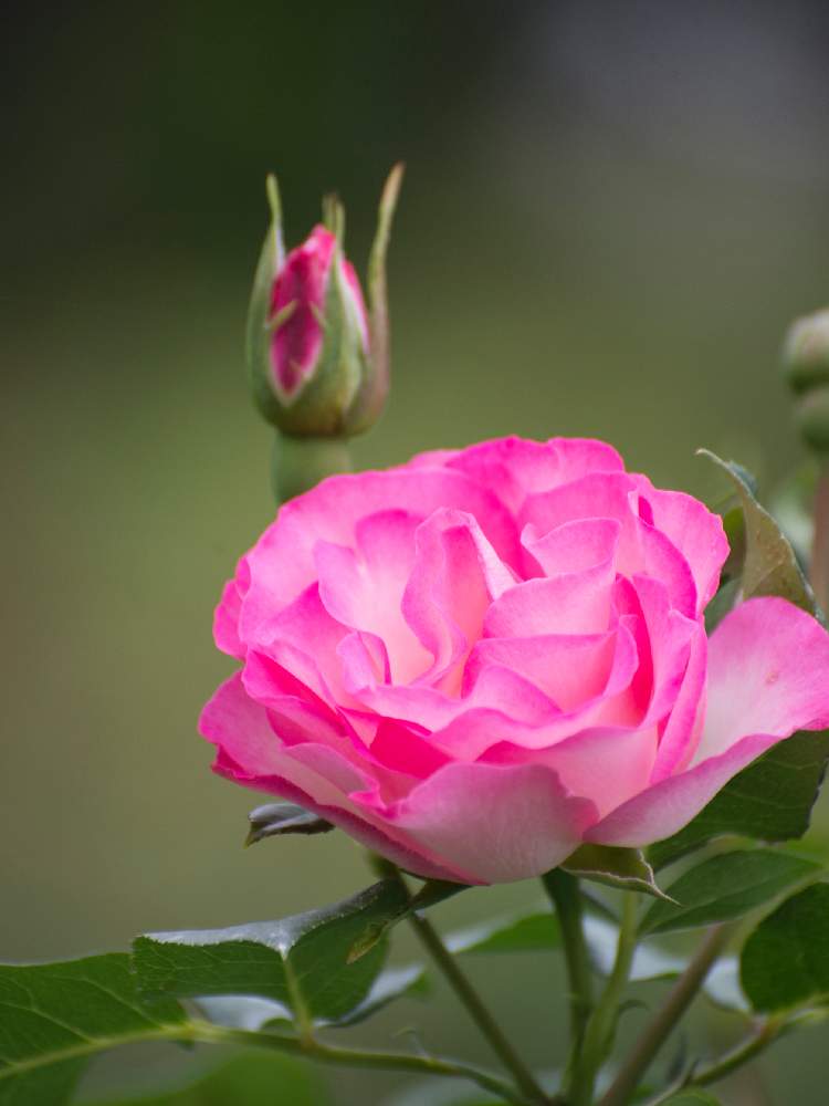 バラ ストロベリーアイスの投稿画像 By Satoさん 北海道と札幌とnikond610と雪印種苗園芸センターバラ見本園 月6月22日 Greensnap グリーンスナップ