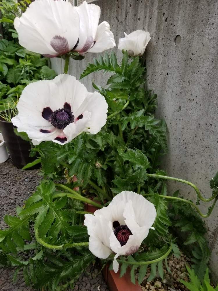 オリエンタルポピーの投稿画像 By Yousukeさん 白い花と花のある暮らしと北海道と北海道でも越冬します 月6月22日 Greensnap グリーンスナップ
