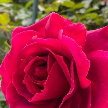 薔薇 ミカエルの投稿画像一覧 Greensnap グリーンスナップ