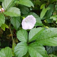 ヒルガオの画像