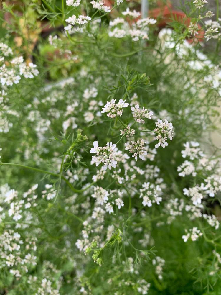 パクチーの花の投稿画像 By らはささん ハーブと白い花とにわとおうちde菜園 月6月22日 Greensnap グリーンスナップ