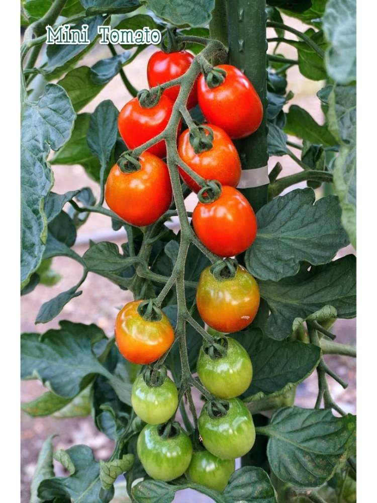 ミニトマトの投稿画像 By Toshi722さん グラデーションと梅雨 時と家庭菜園とチーム岐阜と岐阜県と夏物野菜栽培日記と鈴なりと家庭菜園奮闘日記と畑とグラデーションと梅雨時と家庭菜園とチーム岐阜と岐阜県と夏物野菜栽培日記と鈴なりと家庭菜園奮闘日記 月6月23日