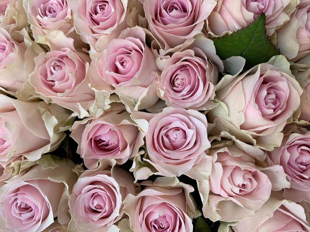 薔薇 リメンブランスの投稿画像 By かずさん 素敵な薔薇のある暮らしとロザリアン と癒しとお花大好き とレッスン用と花のある暮らし 月6月23日 Greensnap グリーンスナップ
