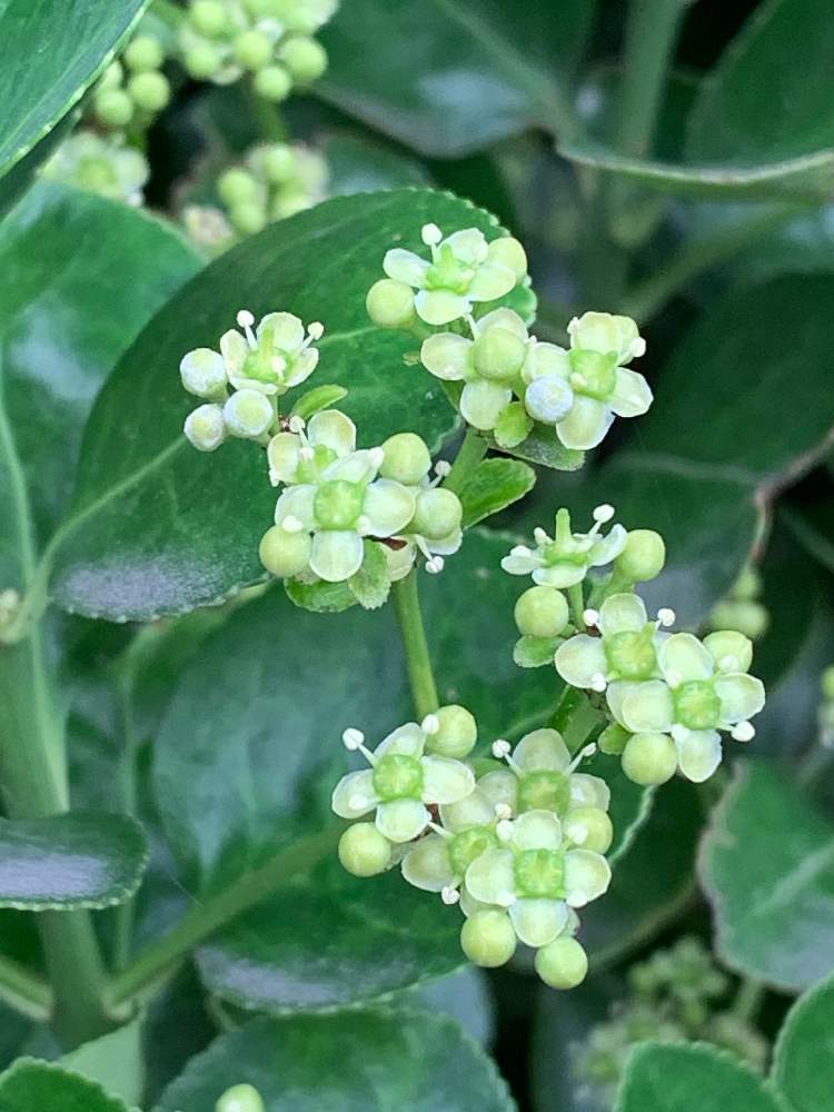 マサキの投稿画像 By カナイさん 月6月23日 Greensnap グリーンスナップ