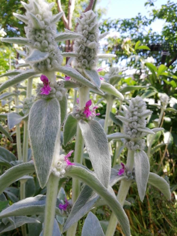 ラムズイヤーの投稿画像 By はな さん おうち園芸 月6月23日 Greensnap グリーンスナップ