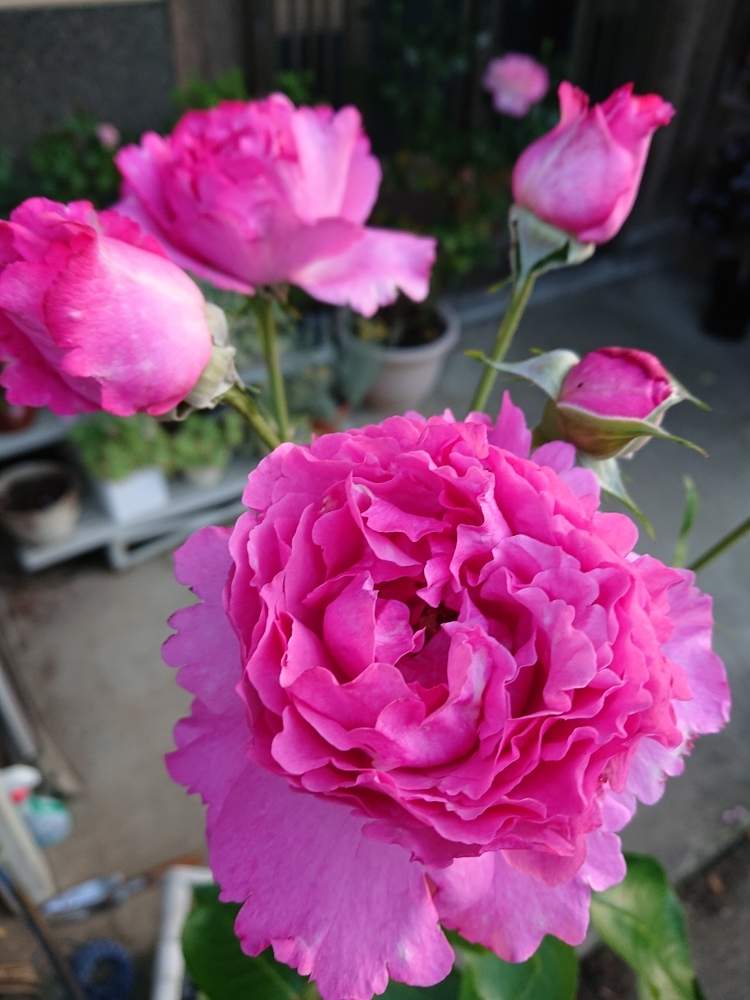 バラ イブピアッチｪの投稿画像 By 山ちゃんさん 強香と今朝のバラと鉢植えと花のある暮らしと我が家のバラ 月6月23日 Greensnap グリーンスナップ