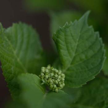 雪印種苗園芸センターバラ見本園の投稿画像一覧 Greensnap グリーンスナップ 雪印種苗園芸センターバラ見本園の投稿画像一覧 Greensnap グリーンスナップ